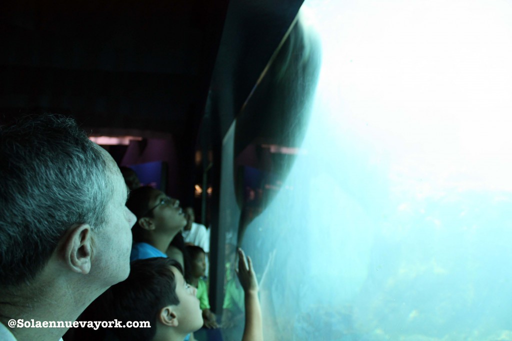 Coney Island - Aquarium