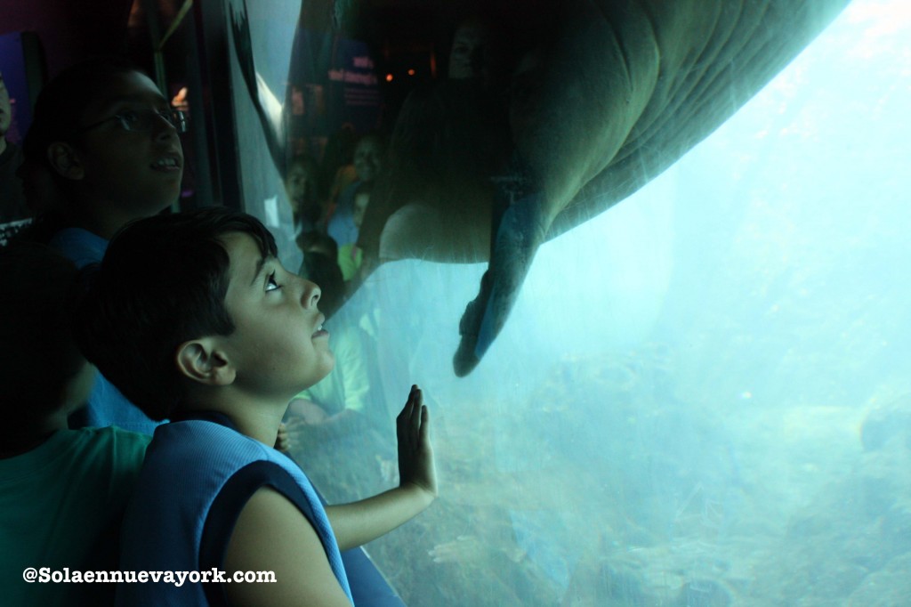 Coney Island - Aquarium